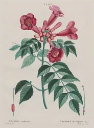 Trumpet Climber (Campsis radicans)